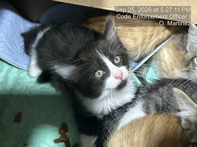 Adoptable Cat