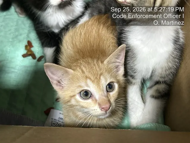 Adoptable Cat