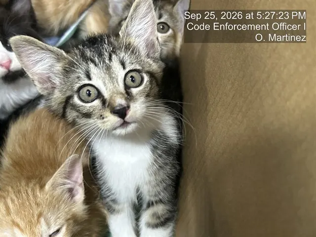 Adoptable Cat