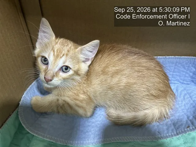 Adoptable Cat