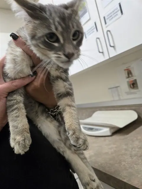 Adoptable Cat