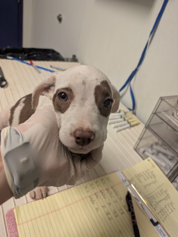 Pup 5