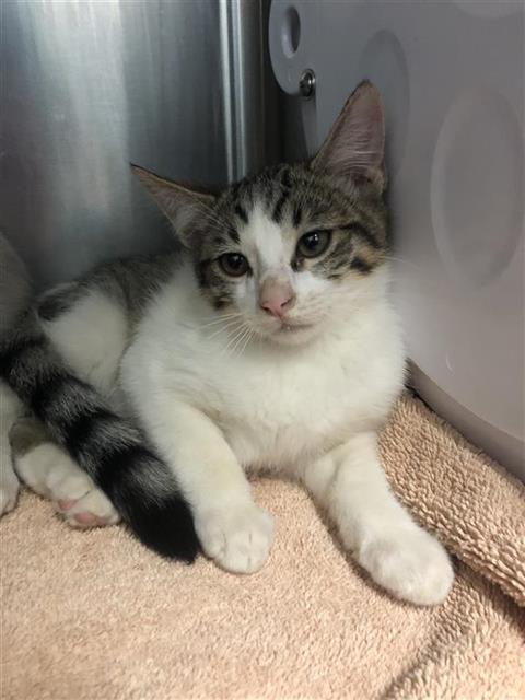 Adoptable Cat