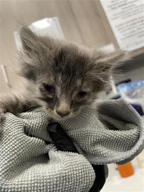 Adoptable Cat