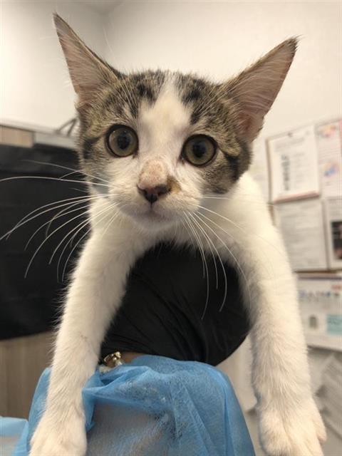 Adoptable Cat