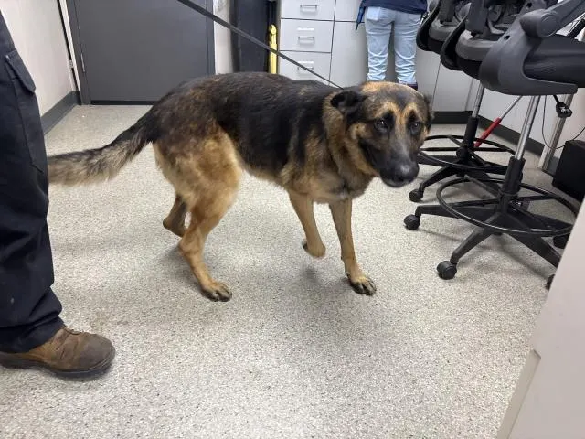 Adoptable Dog