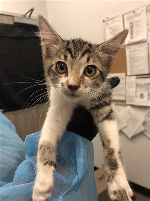 Adoptable Cat