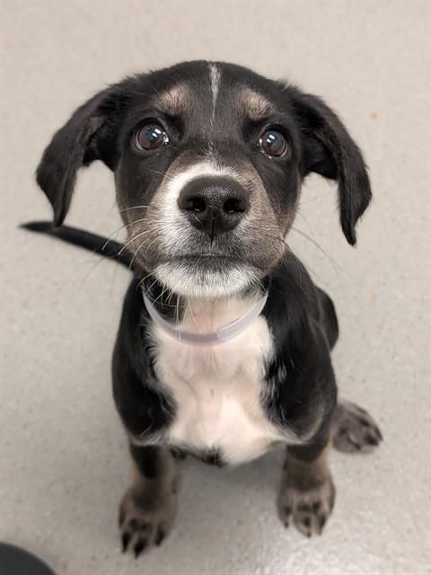 Dil Pickles