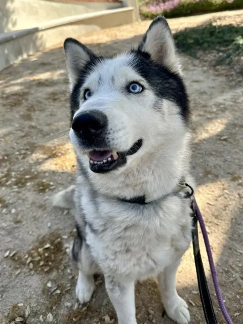 Finn