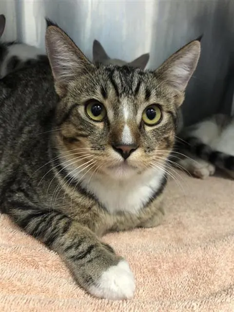 Adoptable Cat