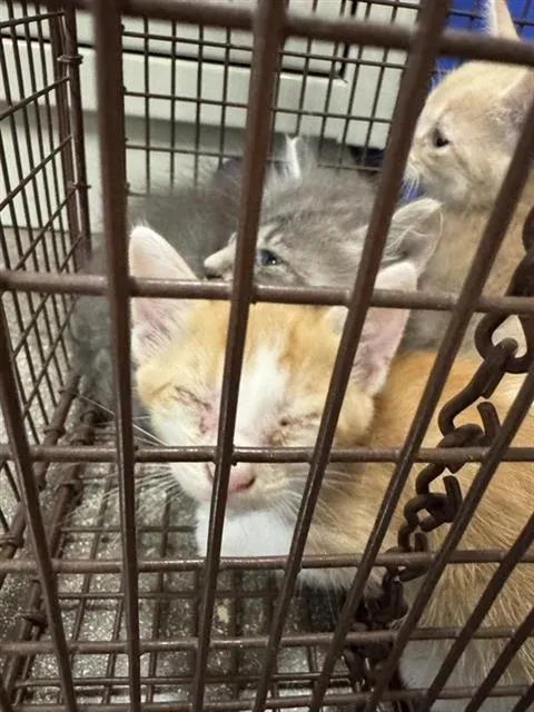 Adoptable Cat