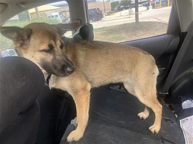 Shepherd Mix 2