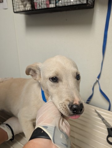 Pup 10