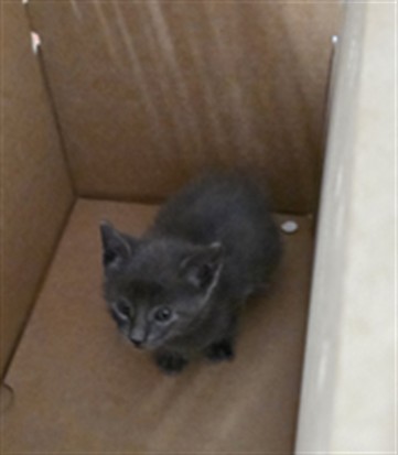 Adoptable Cat
