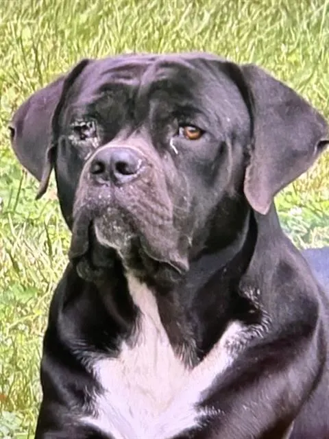 Jett