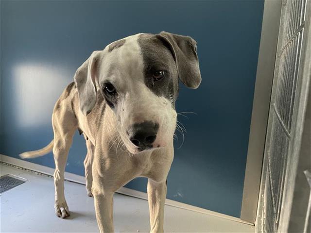 Adoptable Dog