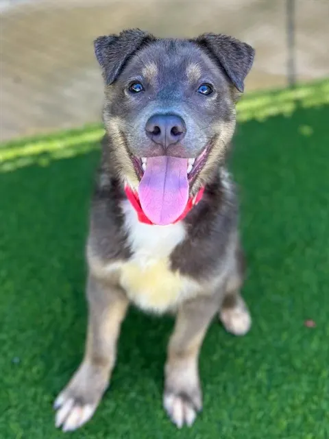 Dante