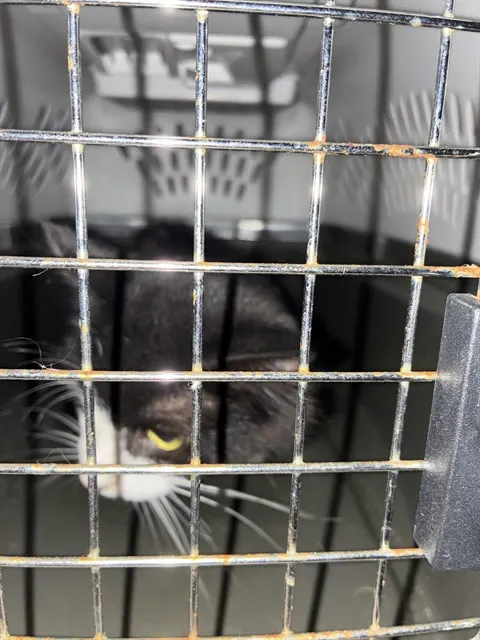 Adoptable Cat
