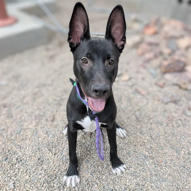 Pharaoh