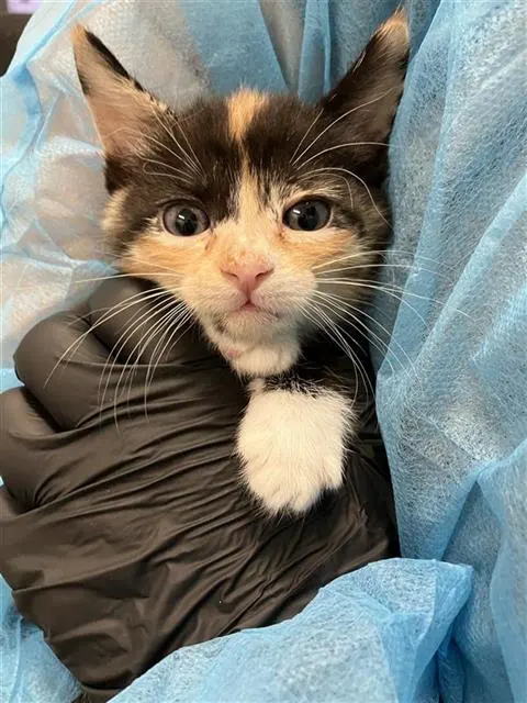 Adoptable Cat