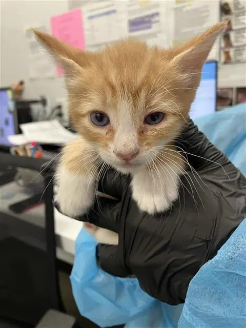 Adoptable Cat