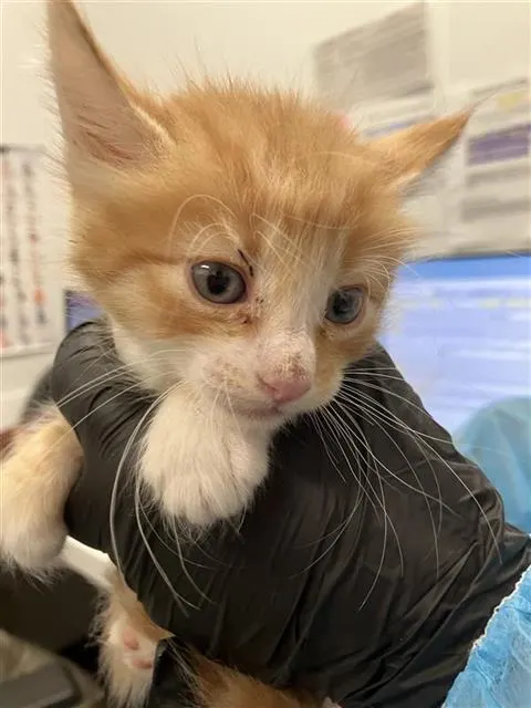 Adoptable Cat