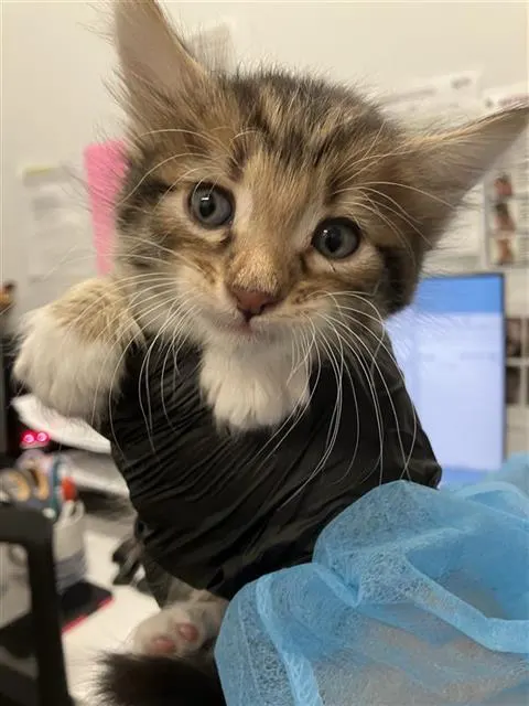 Adoptable Cat