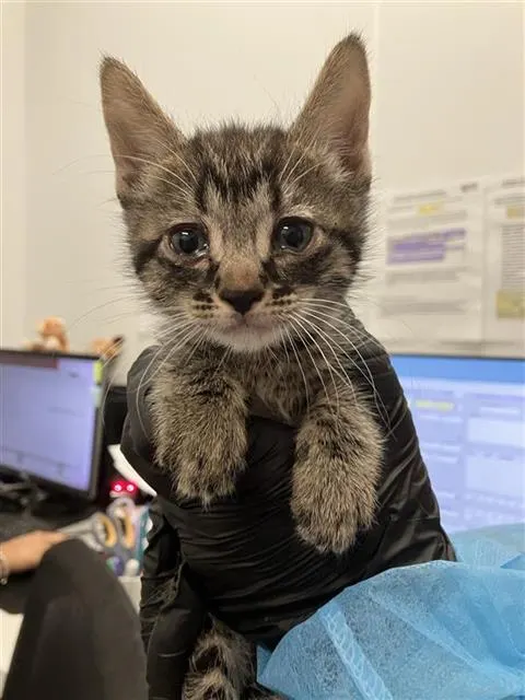 Adoptable Cat