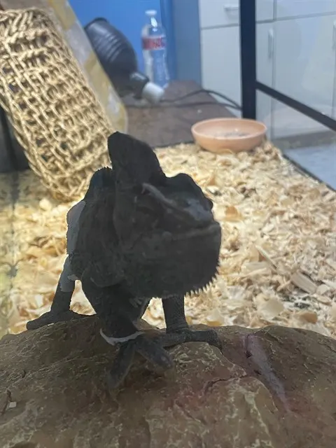 Yoshi