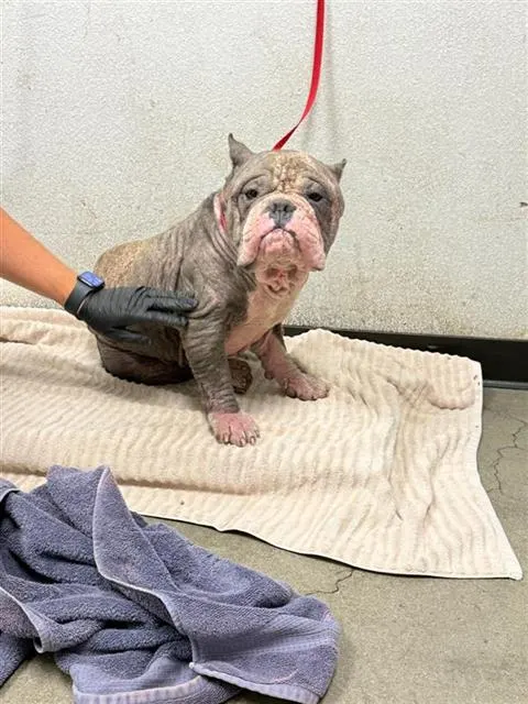 Adoptable Dog