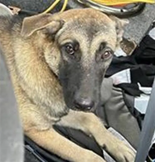 Shepherd Mix 1