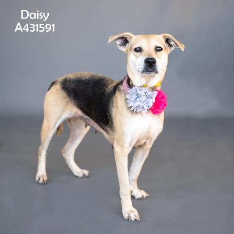 Daisy