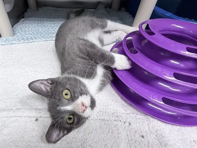 Squeak