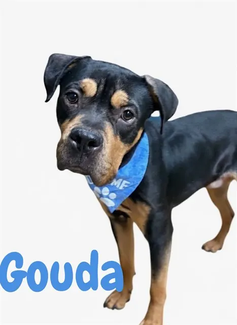 Gouda