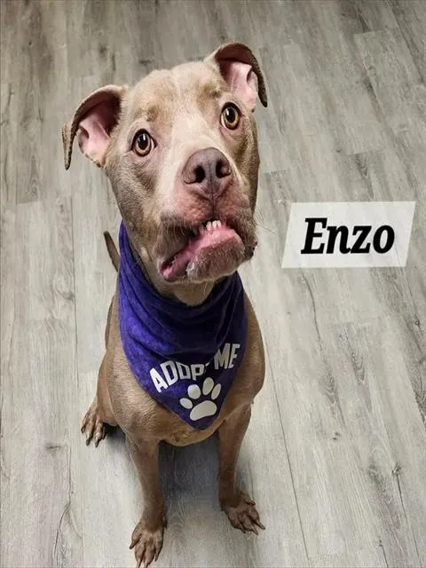 Enzo