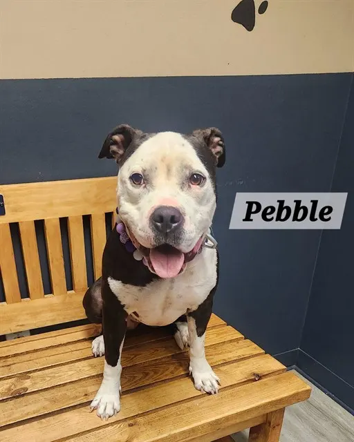 Pebble