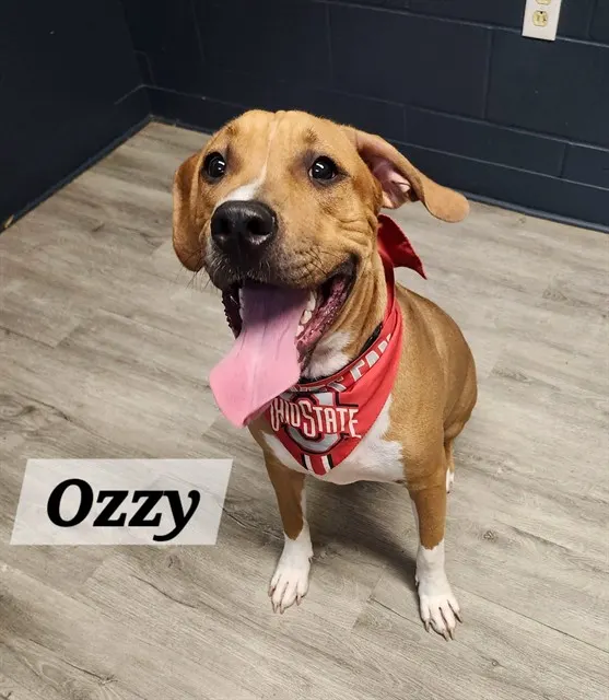 Ozzy