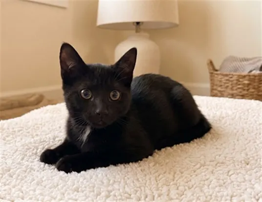 Truffle