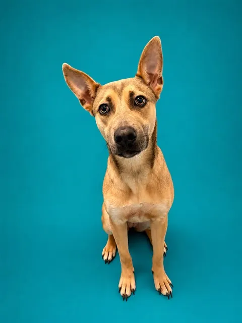 Nala