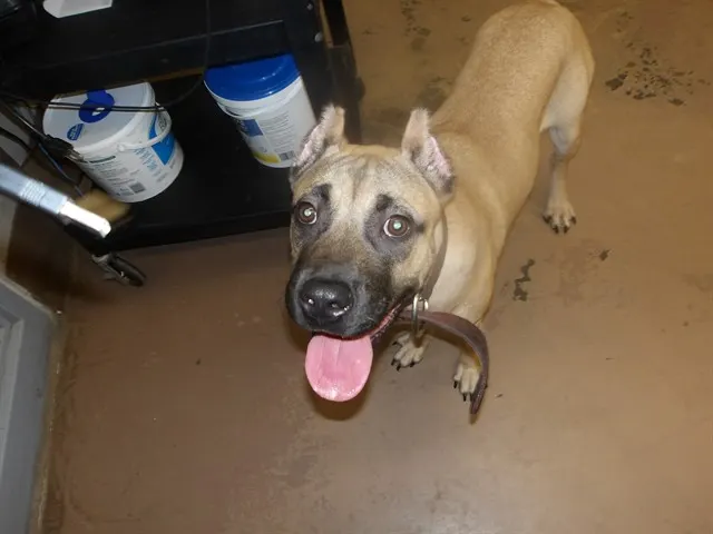 Adoptable Dog