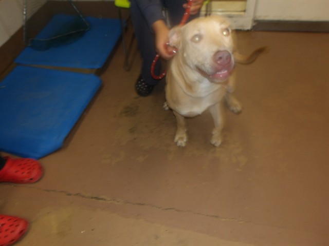 Adoptable Dog