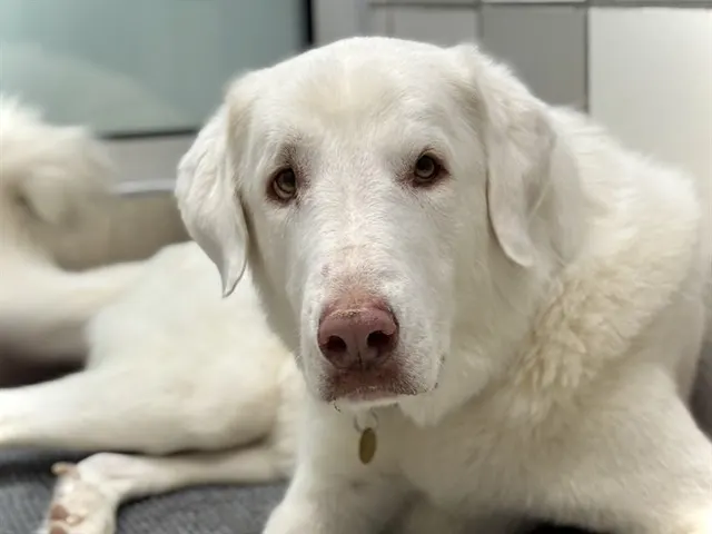 Rufus