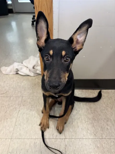Adoptable Dog