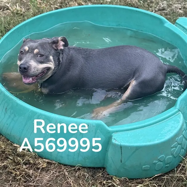 Renee