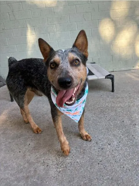 Adoptable Dog
