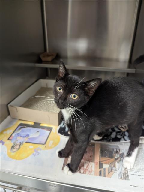 Adoptable Cat