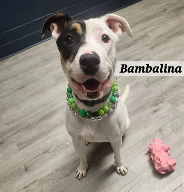 Bambalina