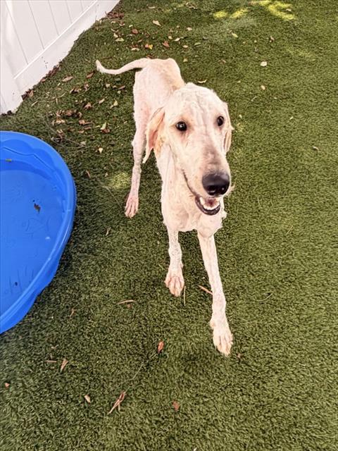 Shelter Staff Named Me *Cinder