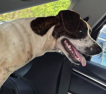 Dottie