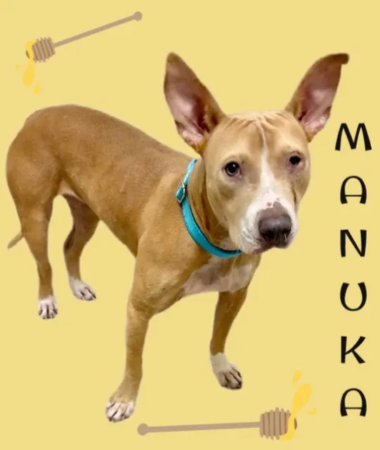Manuka